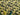 Camouflage green, black, and cream digital print 100% cotton fabric with sewing threads on top.