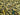 Camouflage green, black, and cream digital print 100% cotton fabric with spools of matching thread.