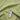 Candy Stripe 2mm White on a Lime Green Background 100% Cotton