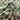 Multi Color Green Leaves on a Ivory Background 100% Cotton