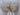 Rolled plain natural 100% cotton fabric tied with twine on white background
